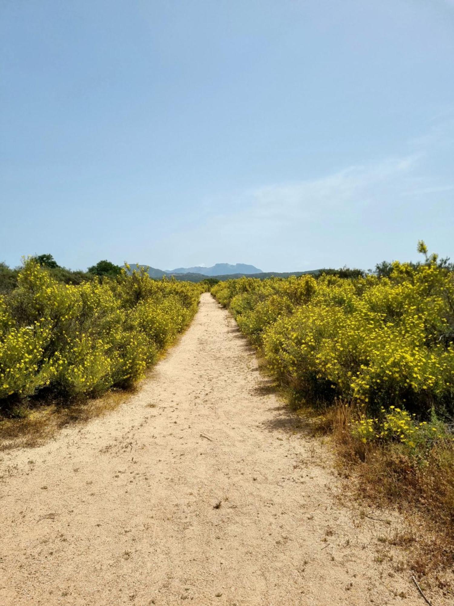 Appartamento Olbia Vecchie Saline Murta Maria Exteriér fotografie